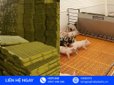 Xưởng Sản Xuất & Gia Công Vỉ Nhựa Lót Sàn Chăn Nuôi, Nông Nghiệp TPHCM