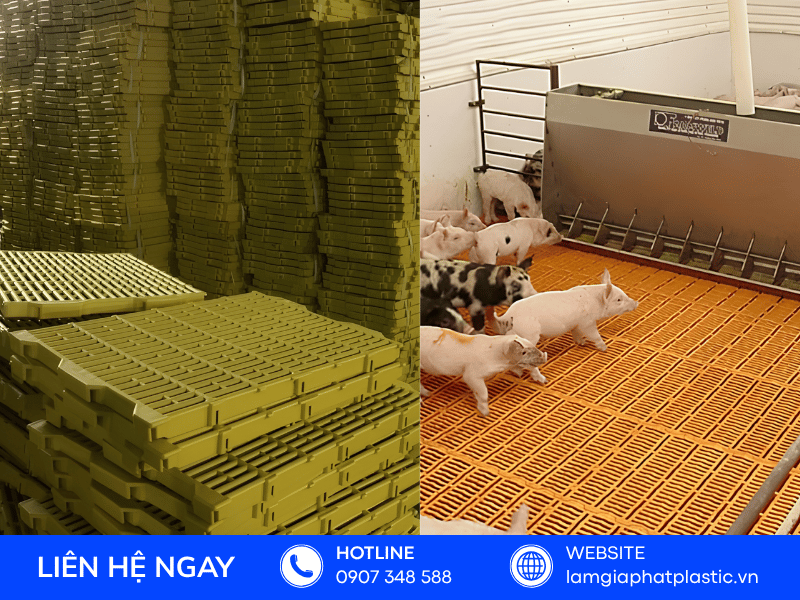 Hình ảnh thực tế lắp đặt tấm lót sàn chuồng heo bằng vỉ nhựa lót sàn chăn nuôi dẻo dai