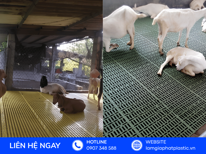 Xưởng sản xuất vỉ nhựa lót sàn chăn nuôi số lượng lớn giá sỉ tại TPHCM - Lâm Gia Phát Plastic